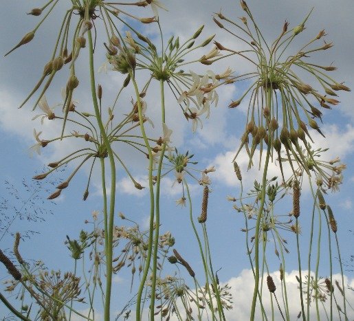 Pelargonium luridum blooms against the sky